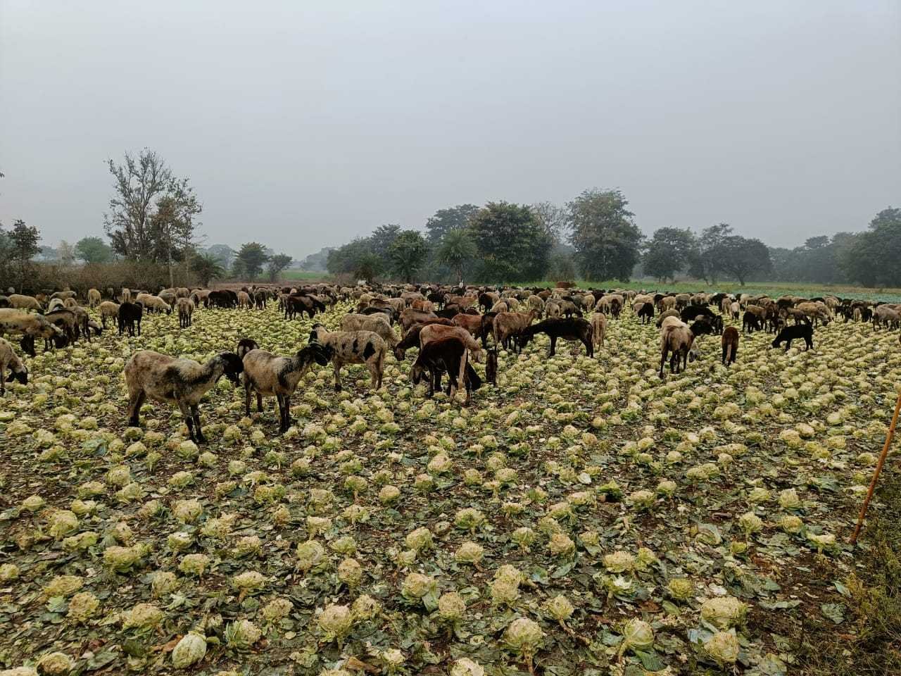 पत्तागोभी के रेट नहीं मिलने से किसान परेशान