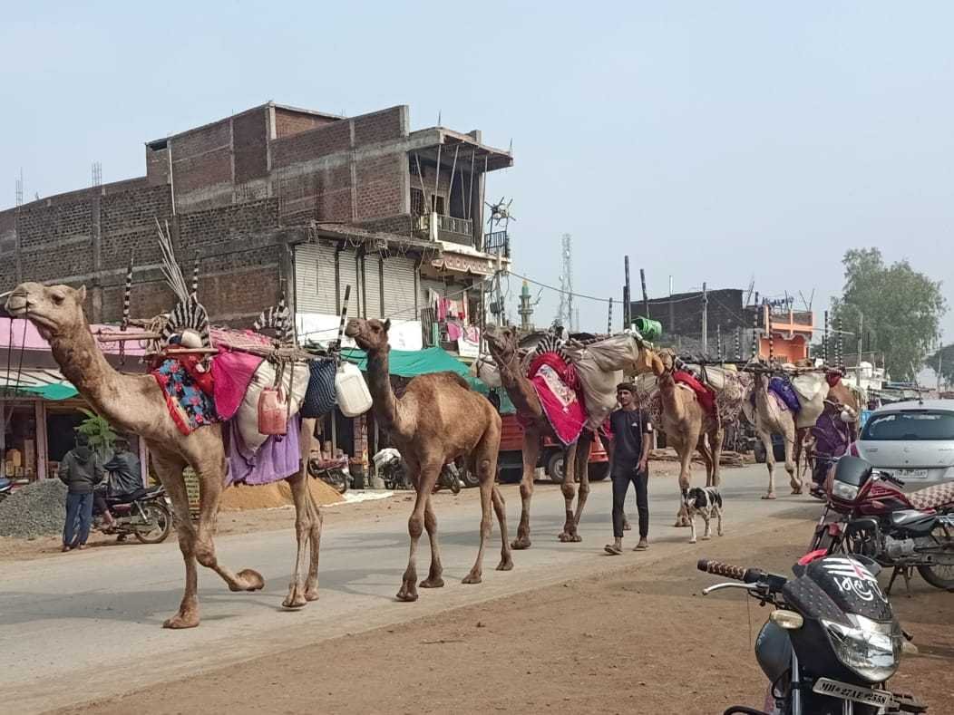 राजस्थान के जहाज आठनेर में सैकड़ों भेड़िया पहुंची क्षेत्र में