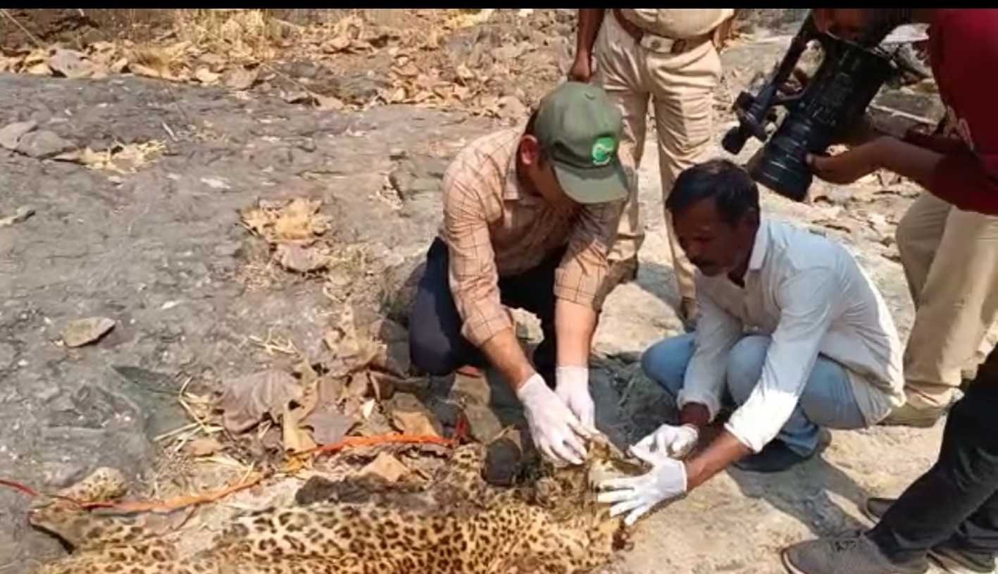 खूमी में मृत मिला तेंदुआ