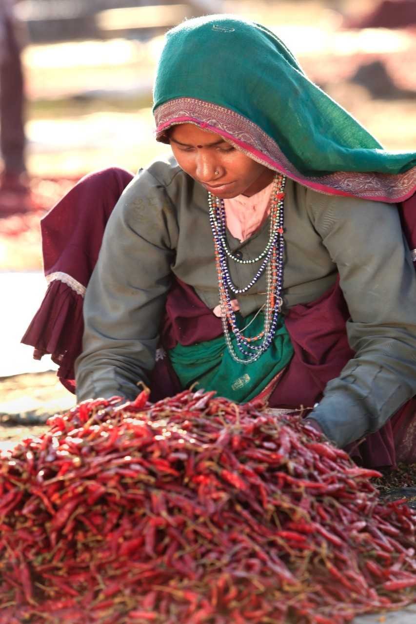 एक जिला एक उत्पाद में मिर्च का चुनाव होने के बाद नर्सरी में रौपे की मांग बढ़ी