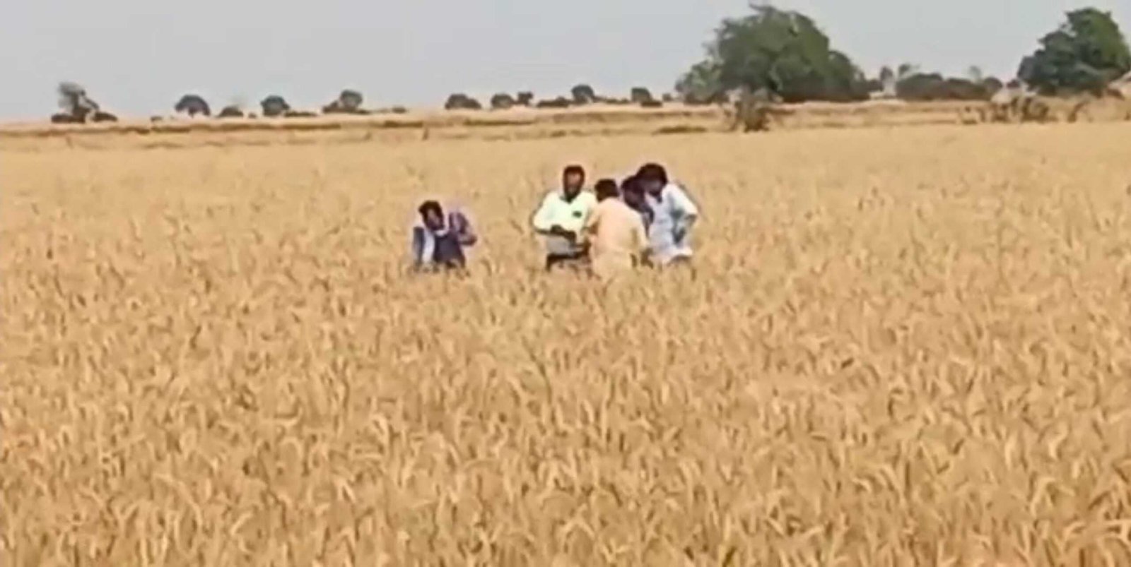 खरपतवार नाशक से बांझ रह गई गेहूं की फसल