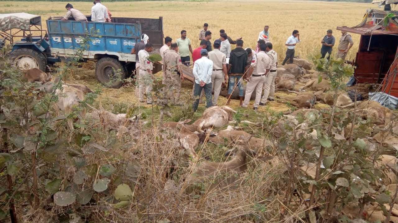 आयशर गाड़ी पलटने से 35 मवेशियों की मौत