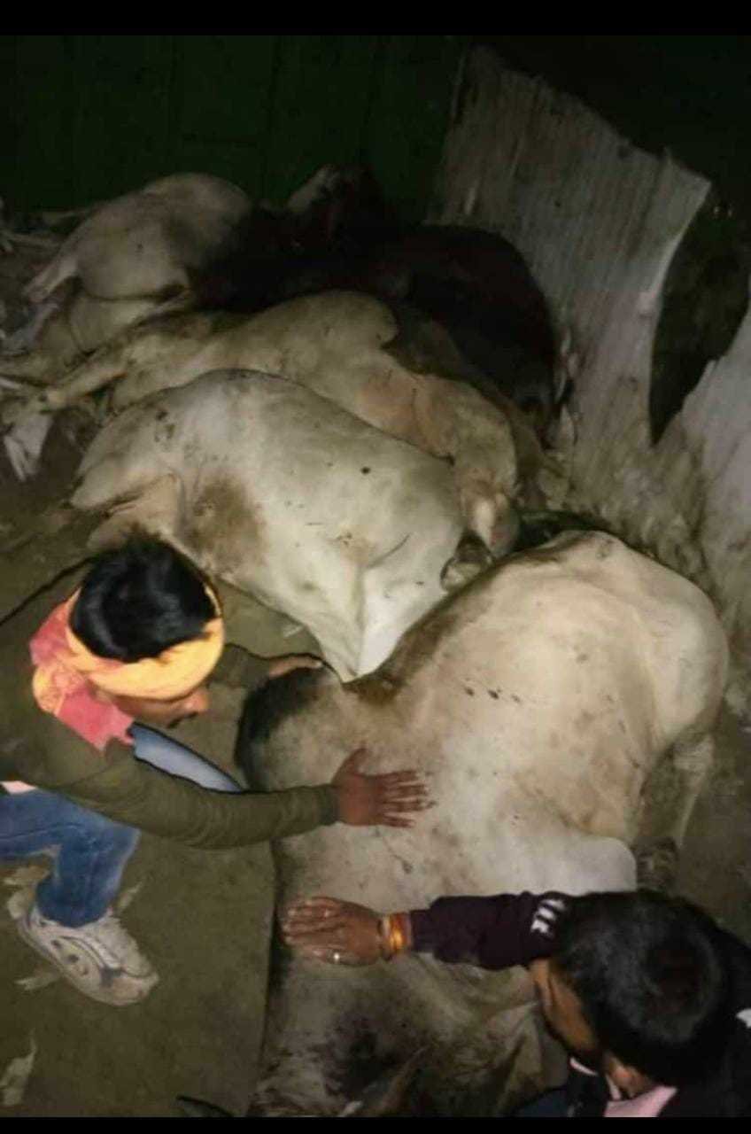 गोवंशसे भरा ट्रक आठनेर पुलिस ने पकड़ा गश्ती दल की विशेष कार्यवाही से ग्रामीण एवं नगरवासी हुए खुश