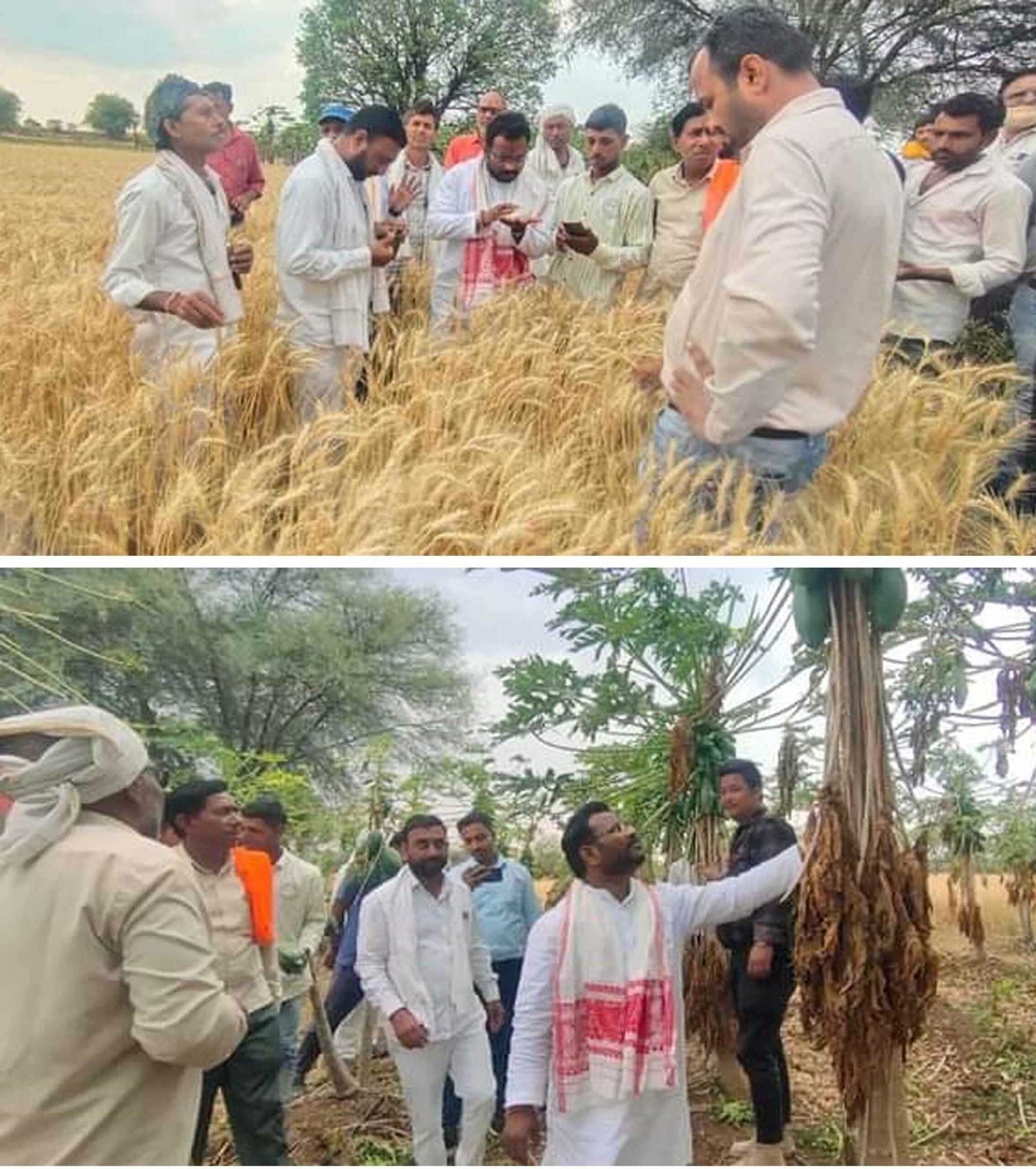 विधायक दांगोरे ने ओलावृष्टि से खराब हुई फसलों का लिया जायजा