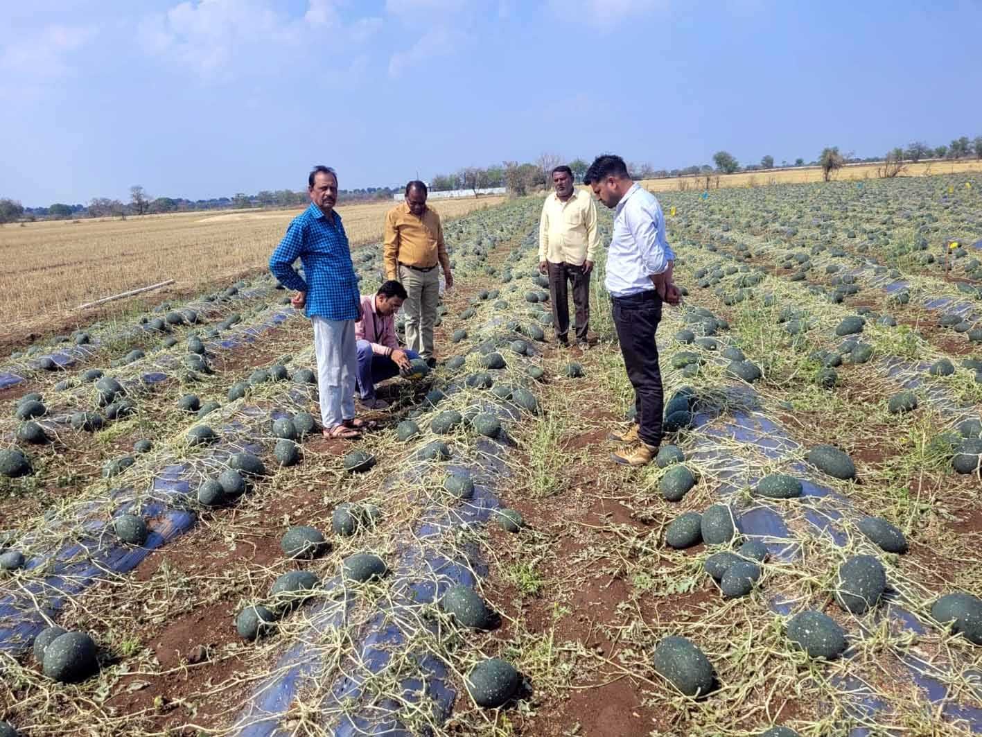 बारिस व ओलावृष्टि 800 किसान प्रभावित, दल कर रहा सर्वे