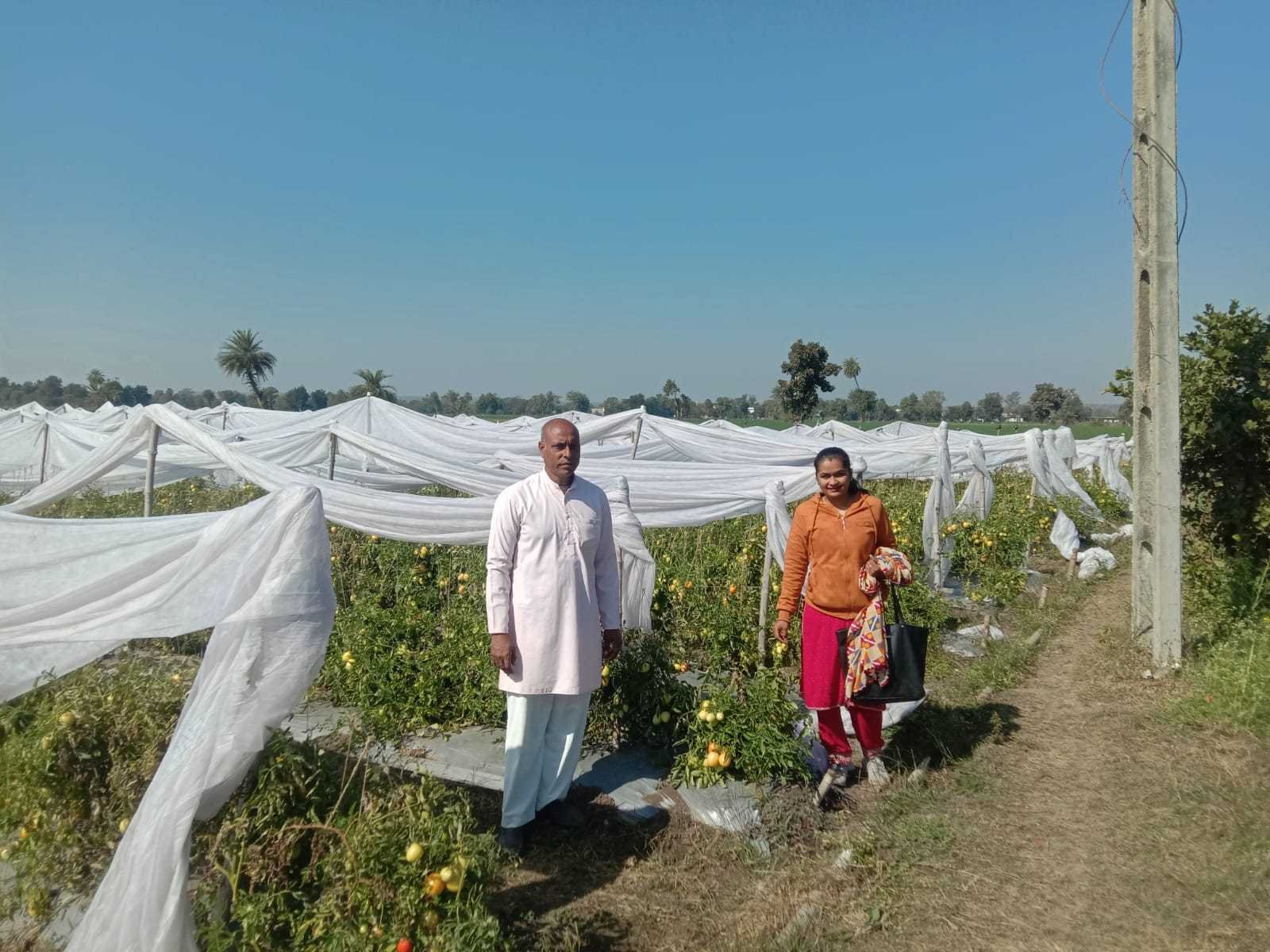 ड्रिप सिस्टम से कर रहे है टमाटर की खेती, 02 लाख रूपये से अधिक का हो रहा है सालाना शुद्ध मुनाफा
