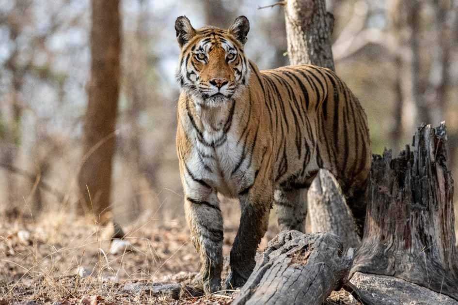 मप्र वाले सावधान हो जाएं, कर्नाटक बन सकता है टाइगर स्टेट