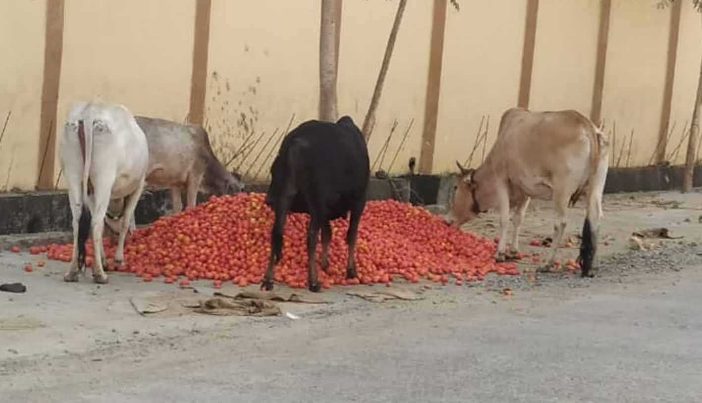 मवेशियों ने टमाटर पार्टी का लुत्फ उठाया