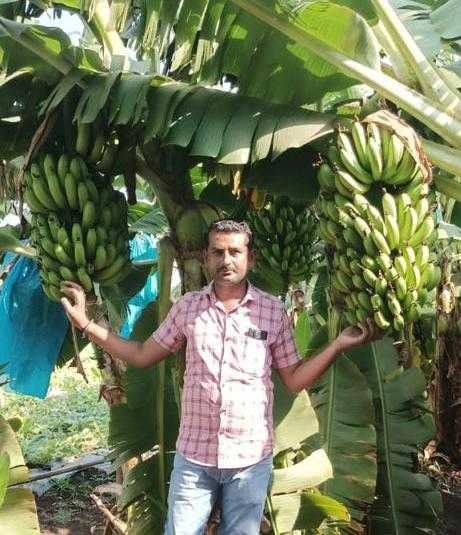 पापा ने उम्रभर ली पारम्परिक उपज, बेटे ने उपजा दी फलों की फसल