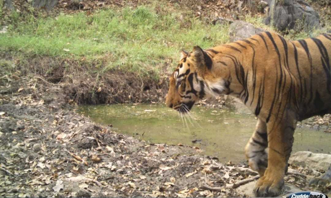 आखिर जंगल में एक बाघ की इतनी निगरानी क्यों ?