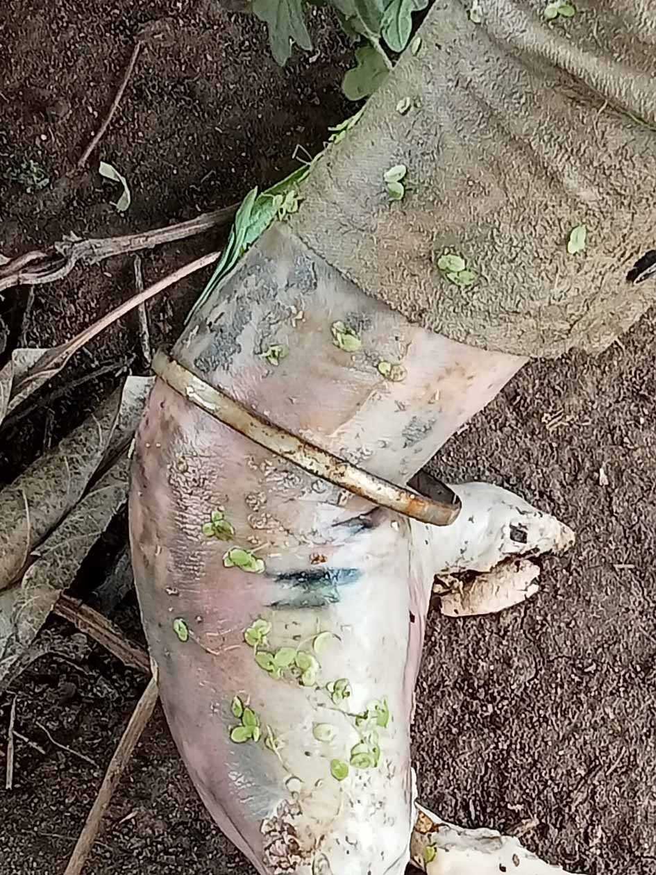 नदी में मिला अज्ञात व्यक्ति का शव