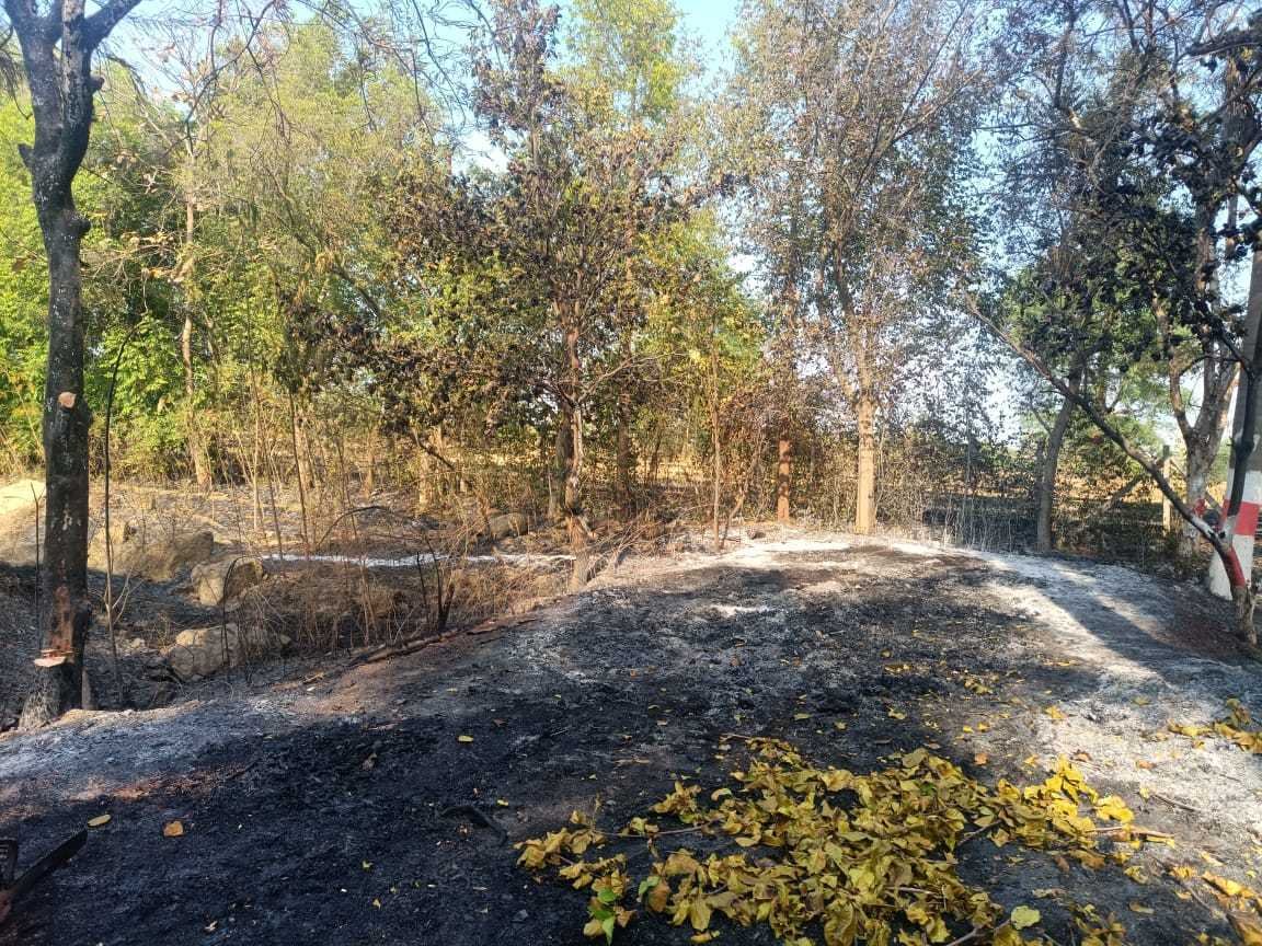 नरवाई की आग ने उजाड़ दिया हरा-भरा उद्यान