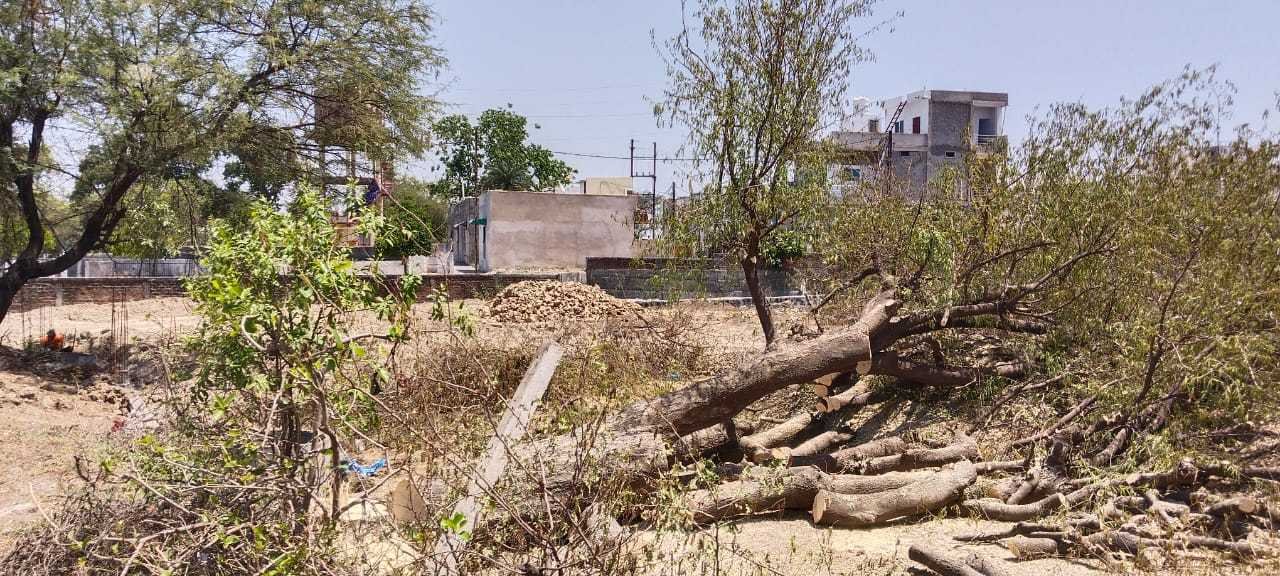 मेंढकीचक नाले के पास कॉलोनाइजर ने बाउंड्री वॉल बनाने के लिए कांट दिए हरे-भरे वृक्ष