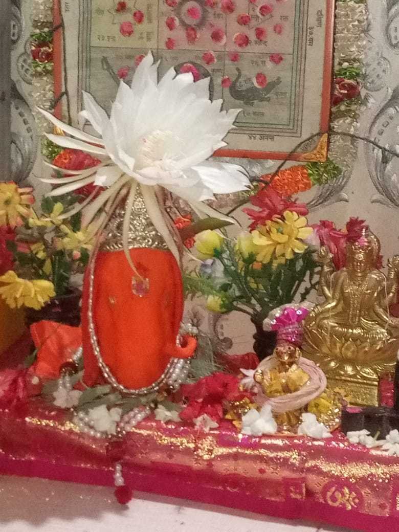 नगर के गलफट निवास पर खिला ब्रह्मा कमल भगवान के चरणों में समर्पित किया