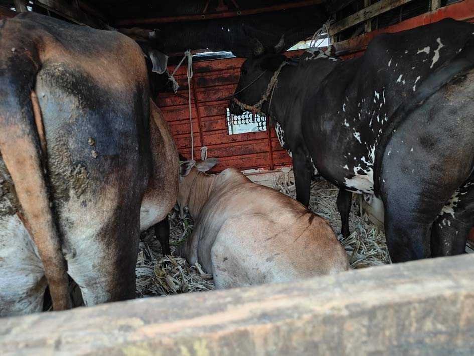 गौवंश ले जा रहे तस्कर गिरफ्तार