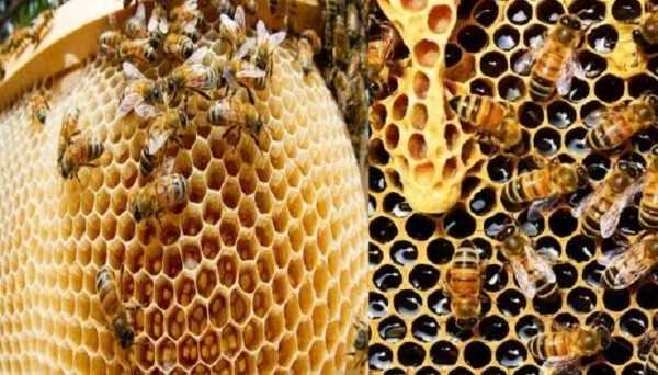 बालाघाट में 20 मई को मनाया जायेगा अंतर्राष्ट्रीय मधुमक्खी दिवस