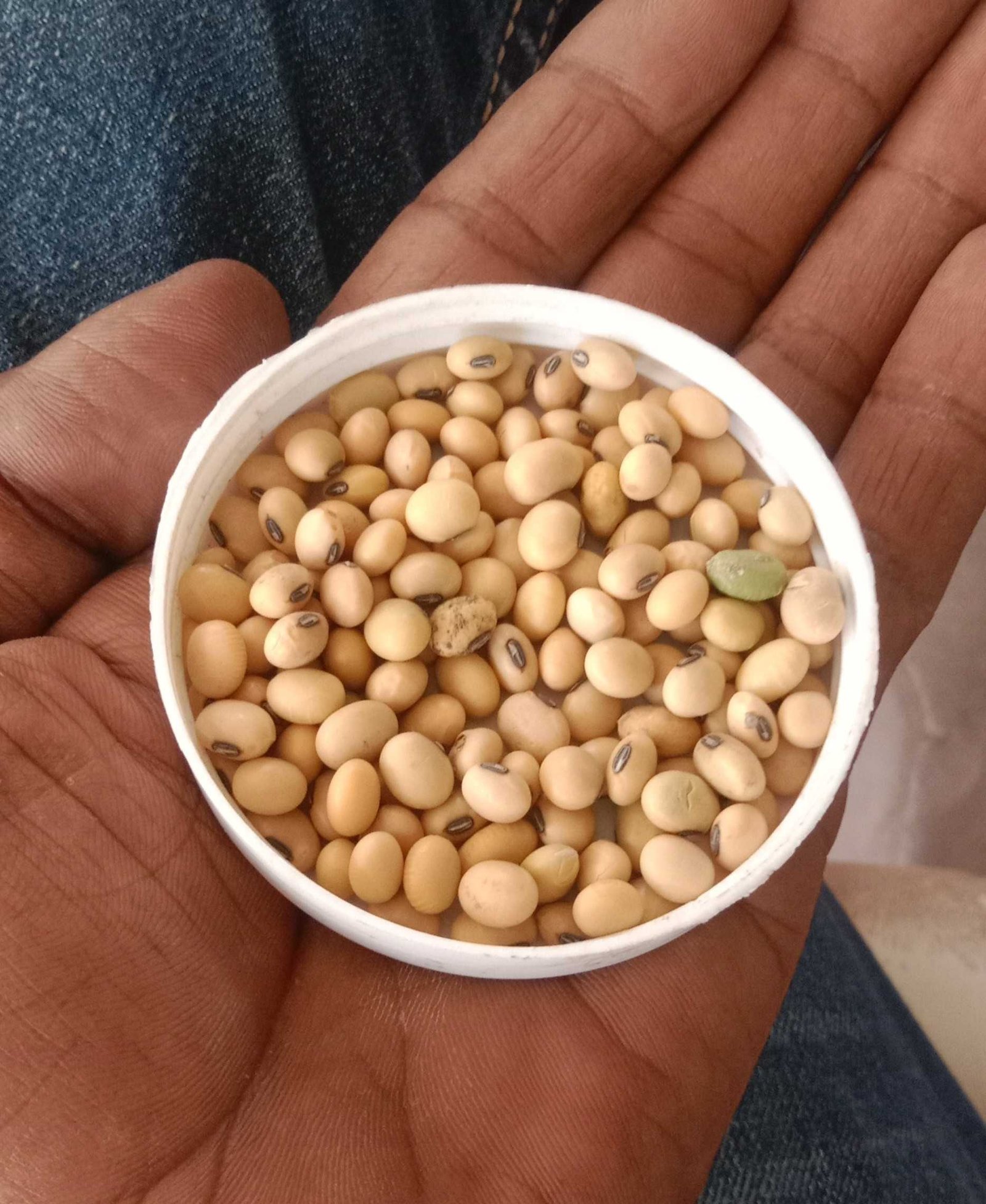 खरीफ फसल की तैयारी….  सोयाबीन की उन्नत किस्मों का हर रोज बढ़ रहा भाव