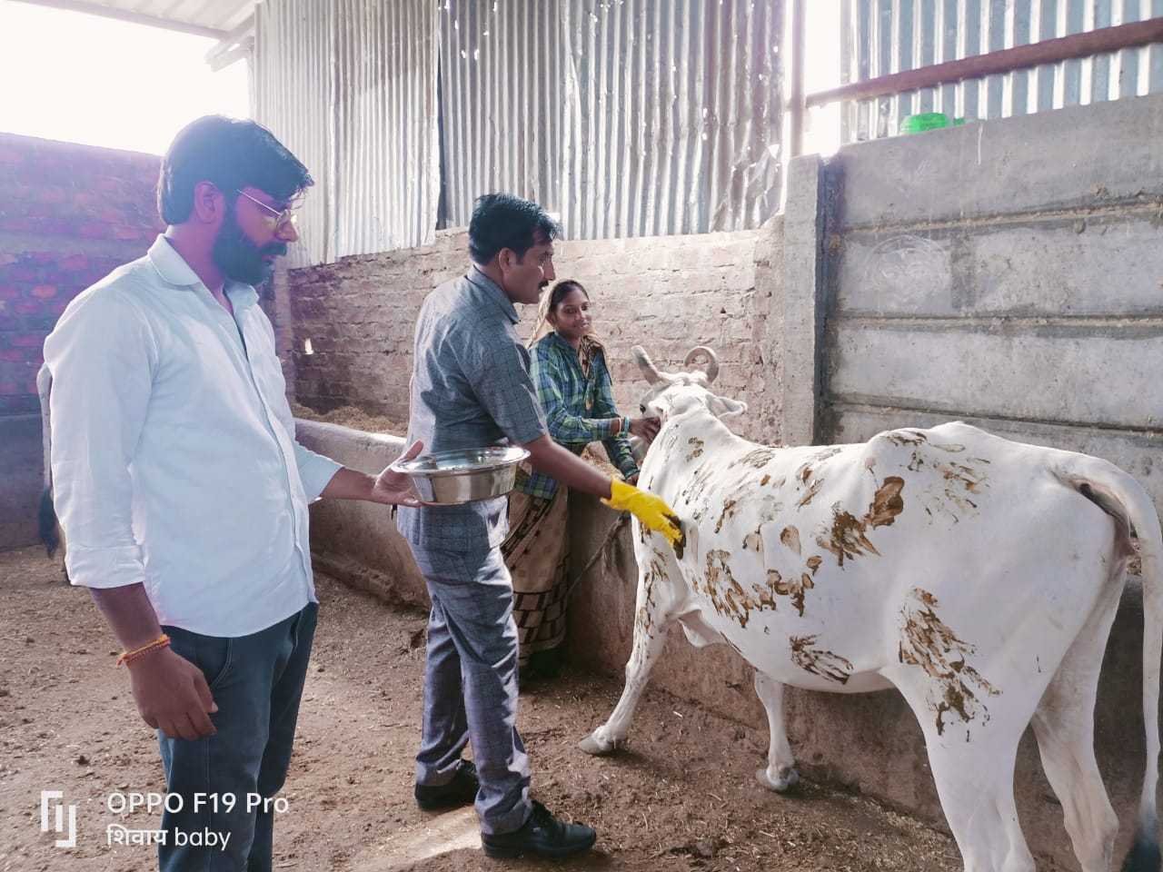 गर्मी से बचाव हेतु गौशाला की गायों को लगाया मेहंदी का लेप