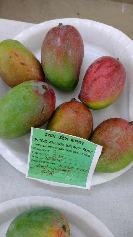 मैंगो फेस्टिवल : आम की किस्मों ने मन मोहा