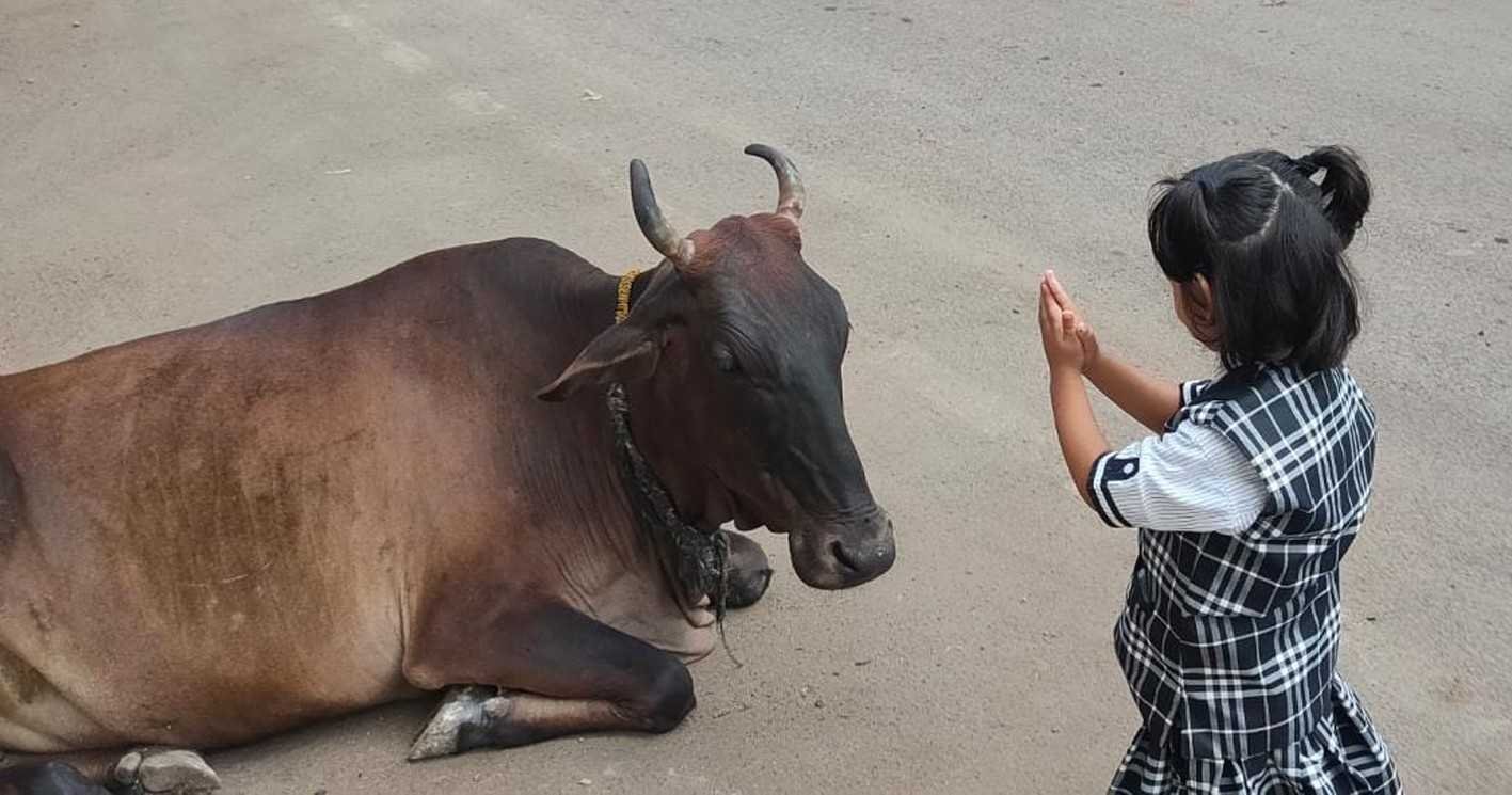 गौ माता को शीश नवाकर नन्ही पाविका चली स्कूल