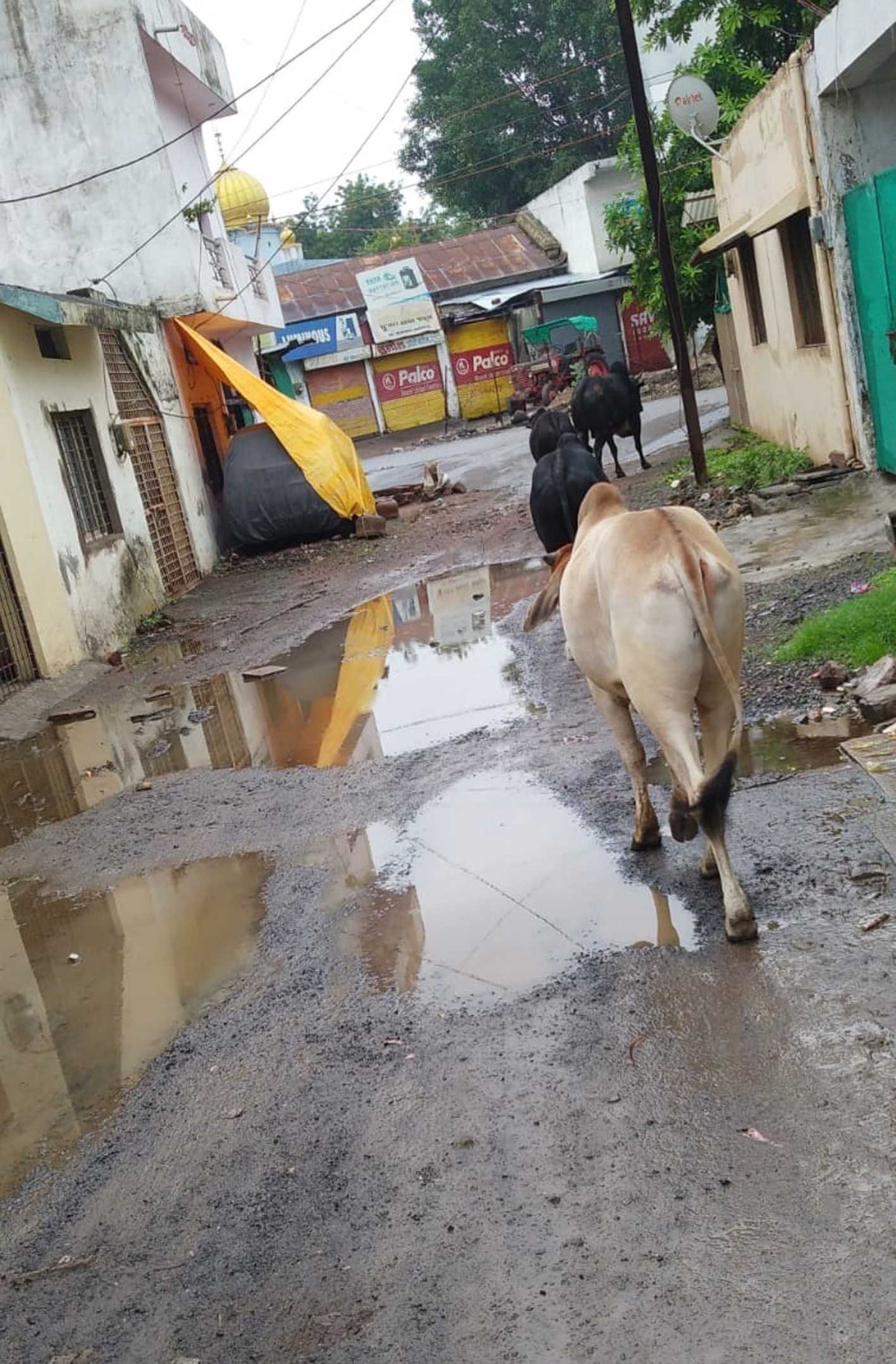 वार्ड में नहीं बन पाई सड़क और पक्की नाली