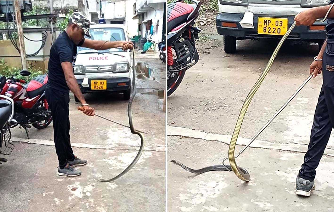सर्पमित्र ने सांप को पकड़कर किया वन विभाग के सुपुर्द