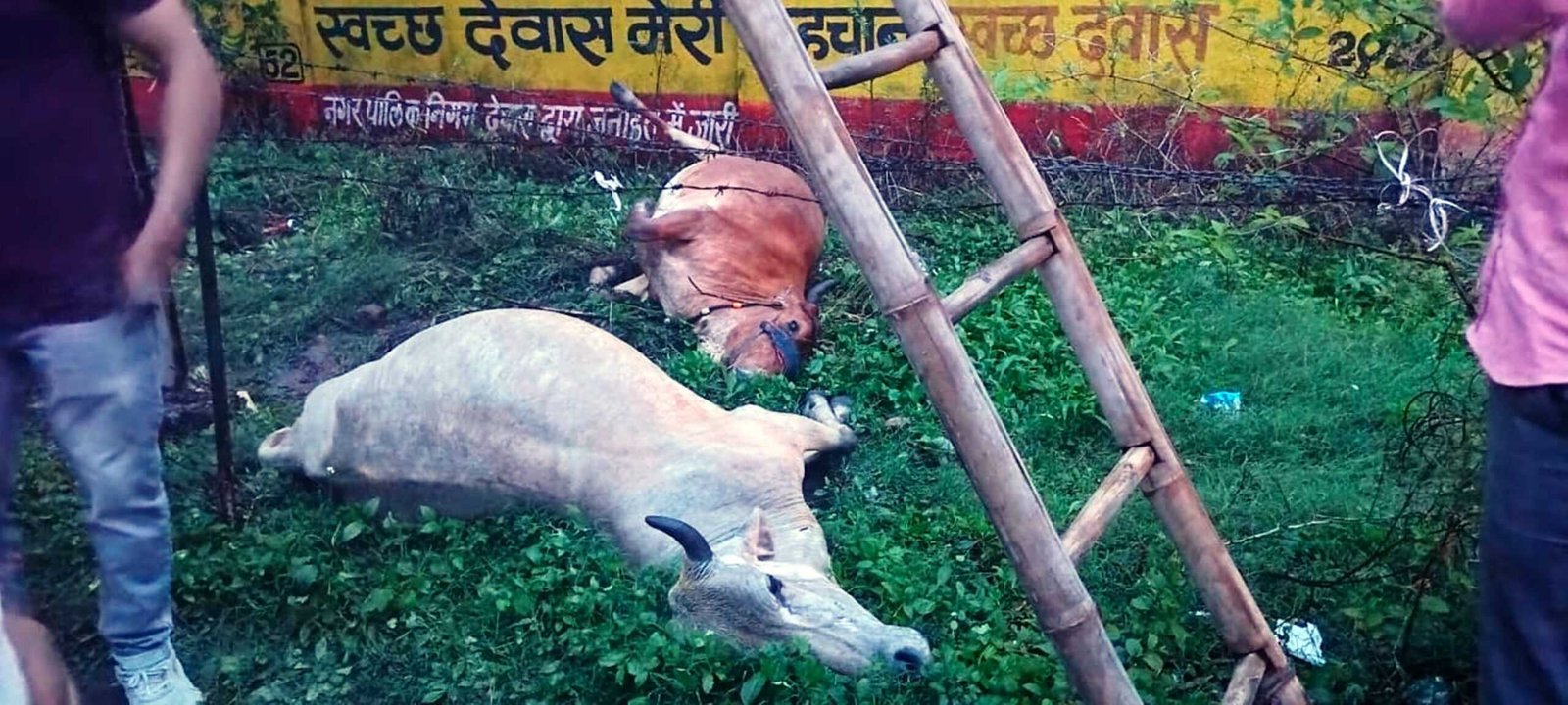 यह हो क्या रहा है… शहर में बिजली के पोल से कैसे मर रही गौमाता- शिवसेना