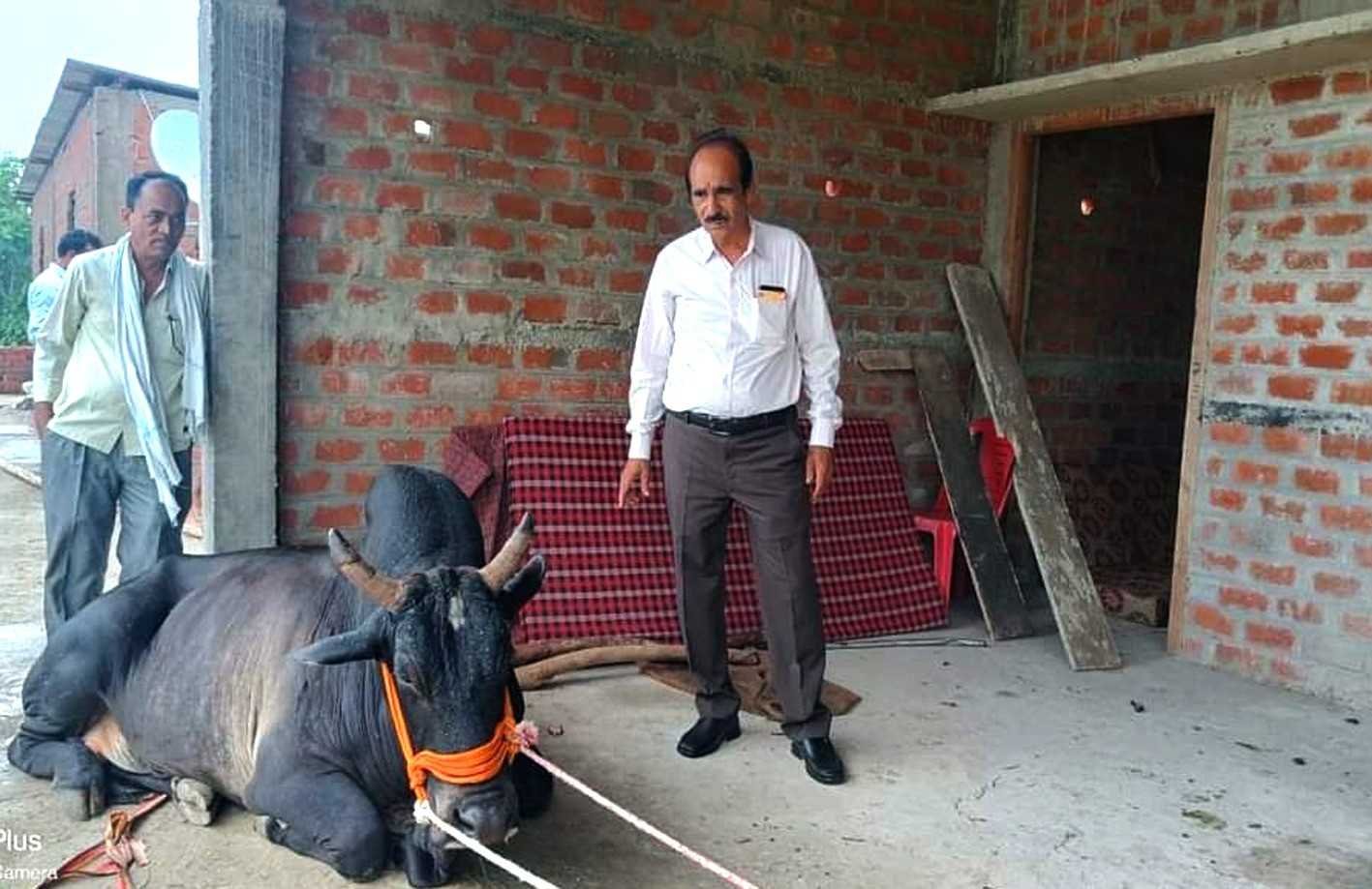 नंदी चढ़ा छत पर, क्रेन की मदद से नीचे उतारा
