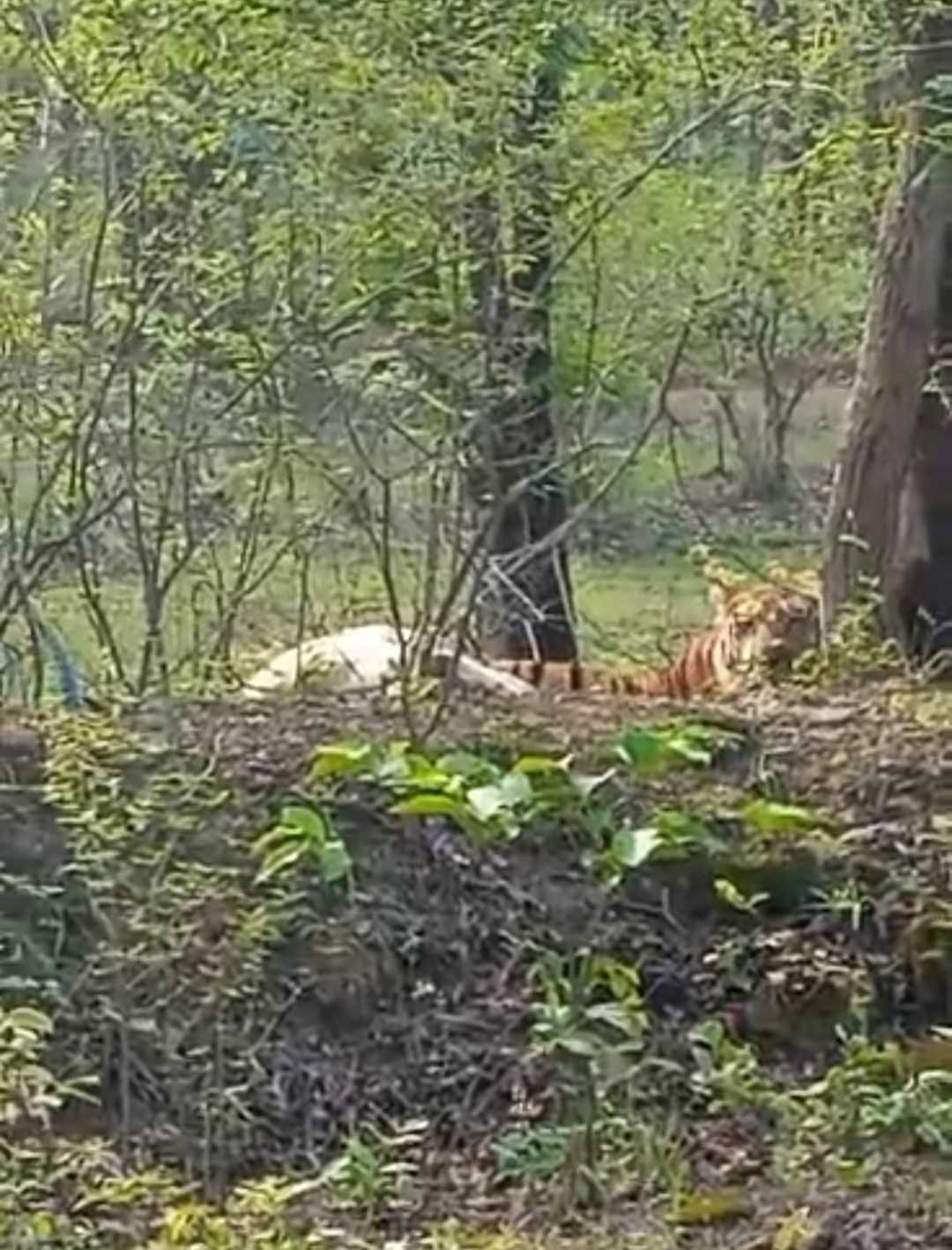 ग्राम कूकरा के रहवासी क्षेत्र के पास बाघ ने गाय का किया शिकार, ग्रामीणों में दहशत का माहौल