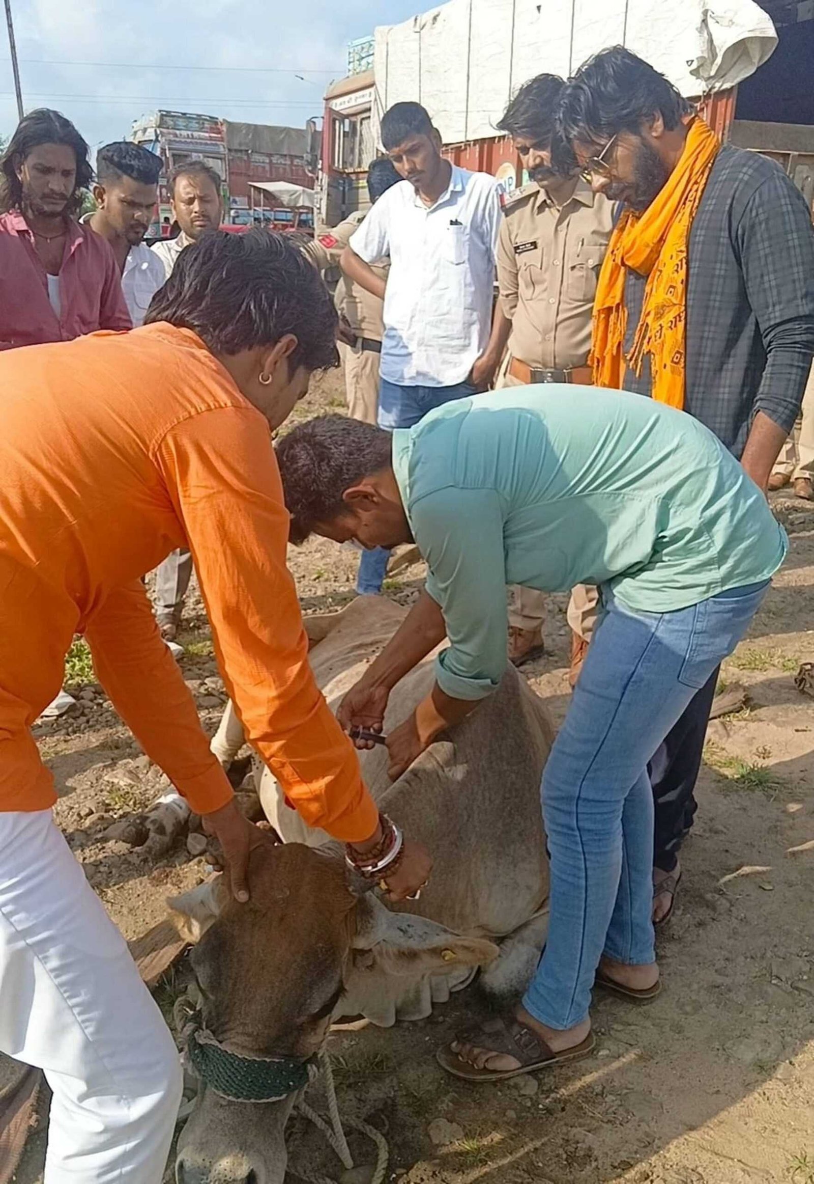 दुर्घटना में घायल गाय का कराया उपचार