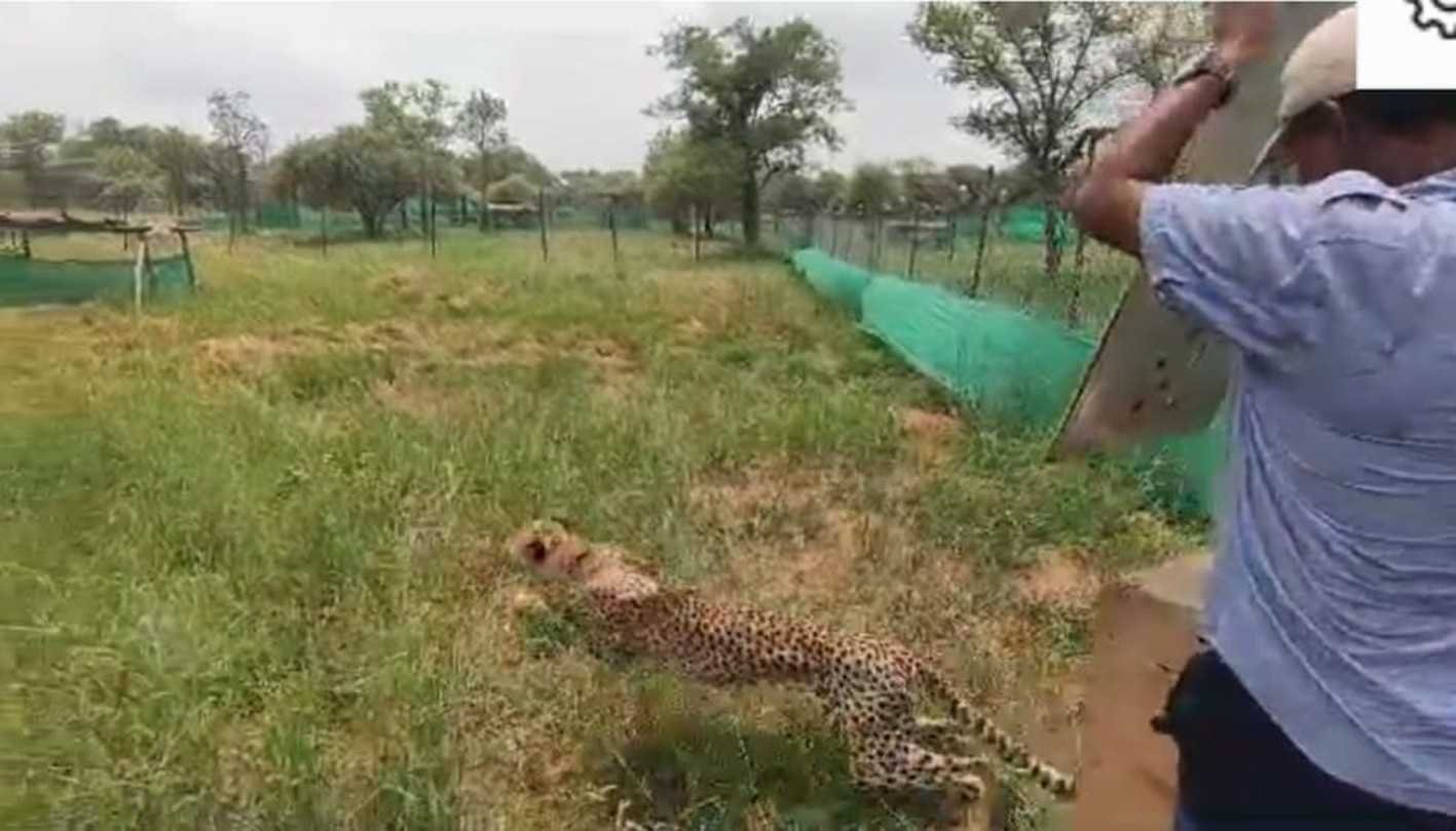कूनो नेशनल पार्क से 22 दिन से लापता निरवा चीता हुई कैप्चर