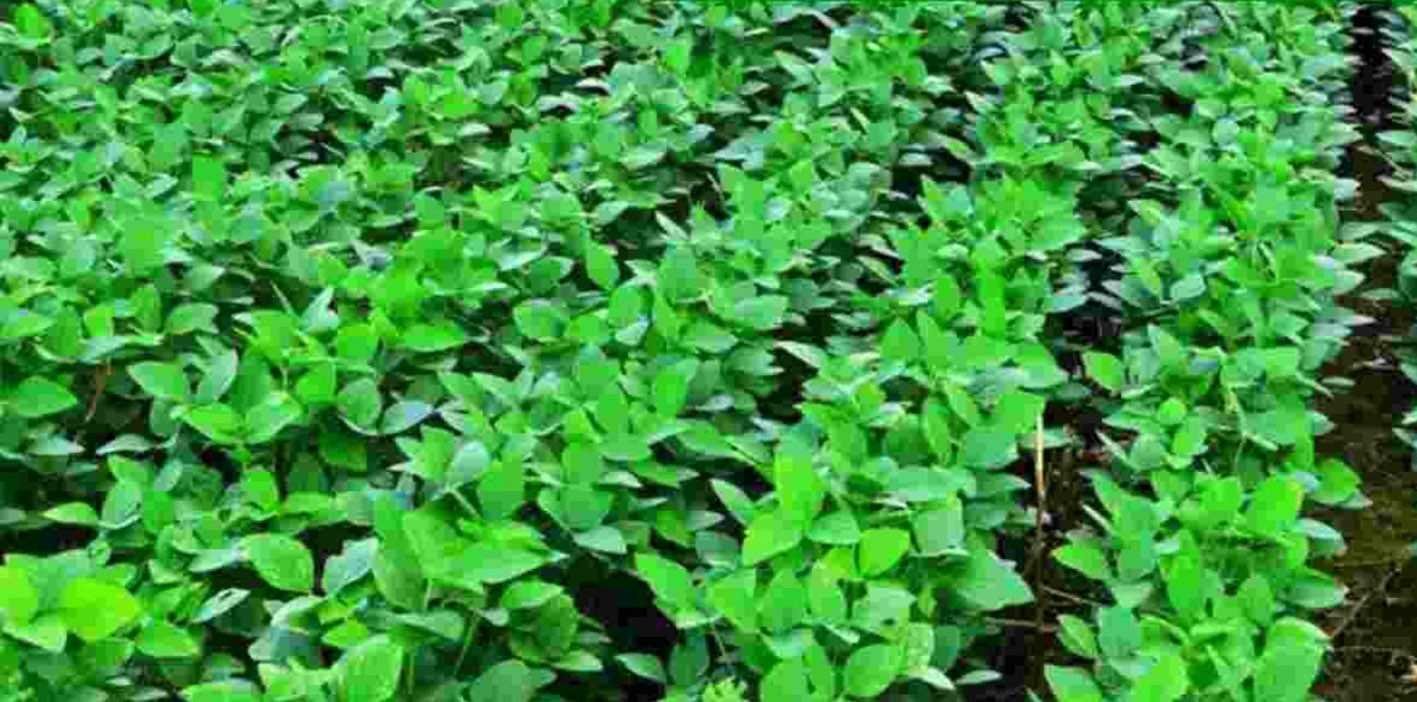 राहत….  झमाझम बरसात से फसलों में लौटी रौनक