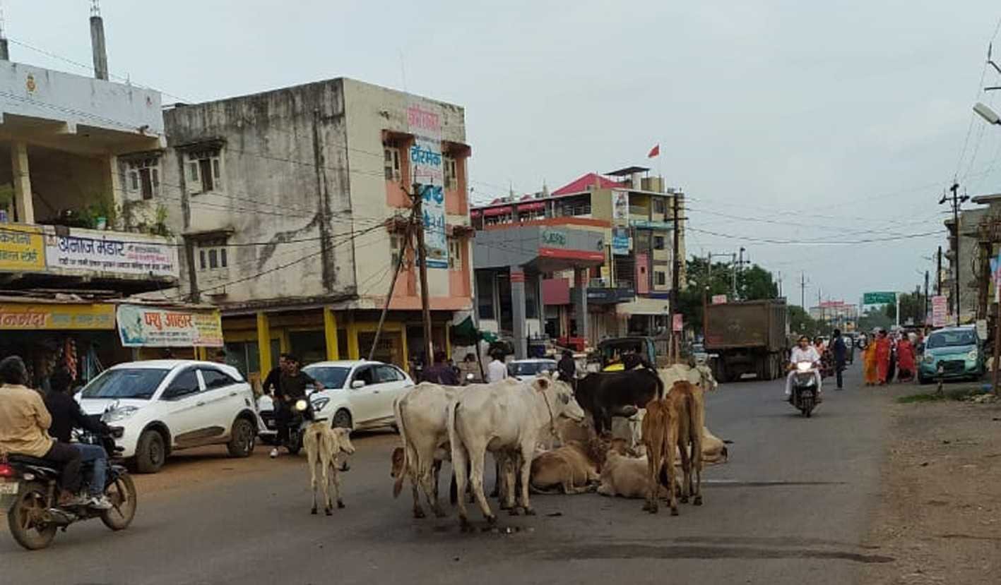 मुख्य मार्गों पर गायों का विचरण हो गया आम