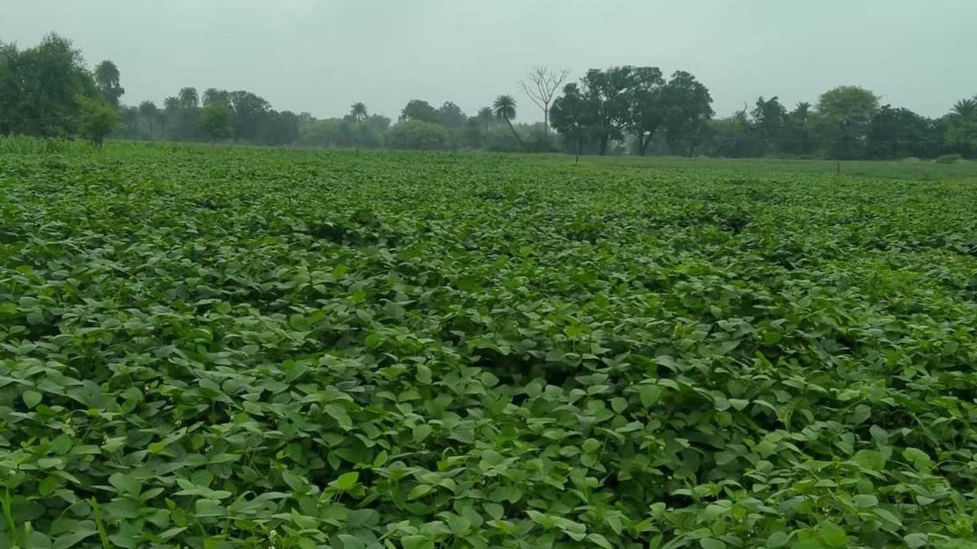 बारिश का लंबा ब्रेक….  मौसम की बेरूखी ! पानी की जगह बरस रही गर्मी