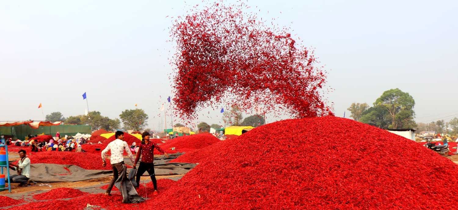 मिर्च को मिलेगी दुनिया में पहचान
