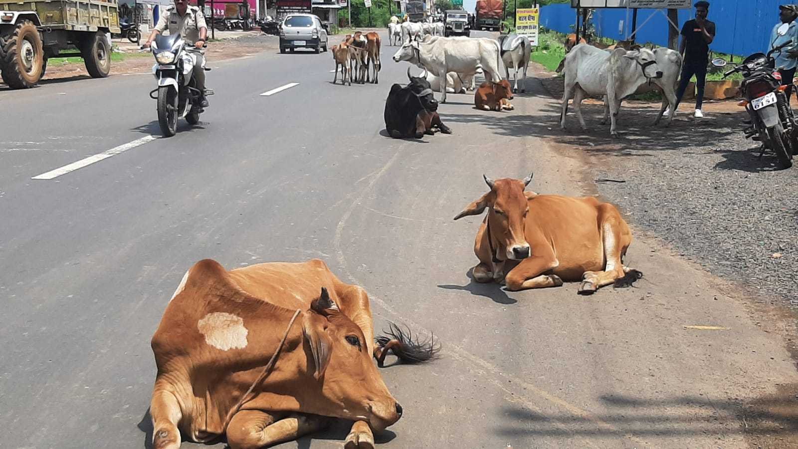नगरीय निकायों को आवारा पशुओं पर नियंत्रण के निर्देश जारी