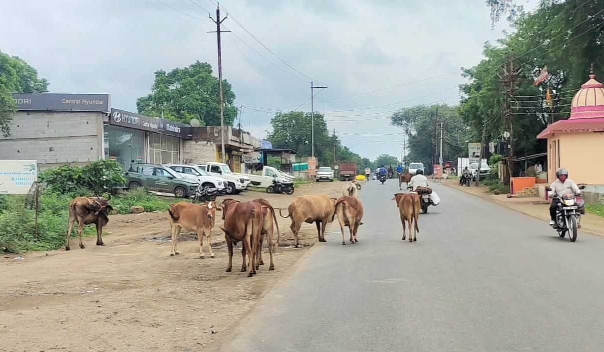 सनावद नपा सड़कों पर घूमने वाले आवारा पशुओं से शहरहवासियों को दिला रही निजात