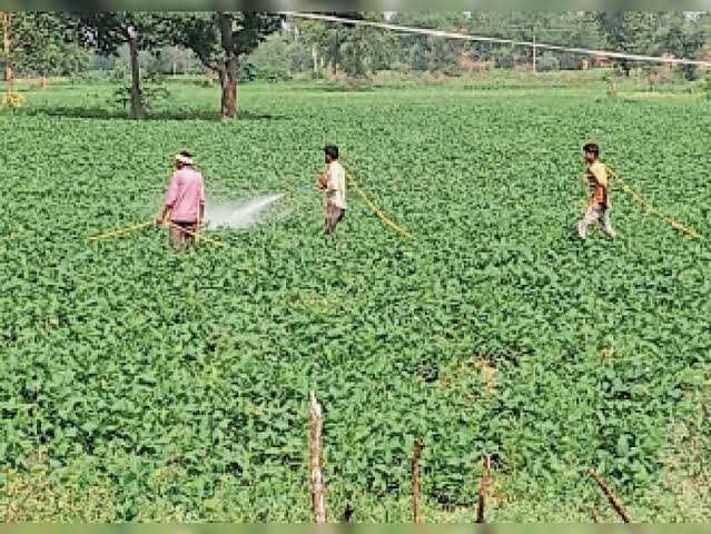 सोयाबीन पर इल्लियों का हमला