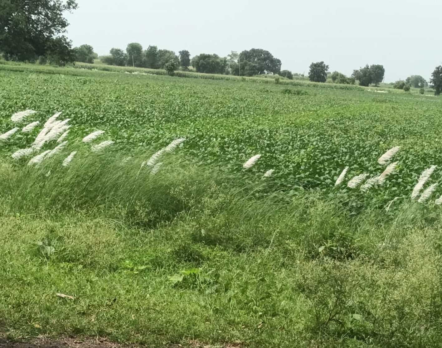 बारिश का दौर थमा बढ़ने लगा तापमान, उमस भी बढ़ेगी