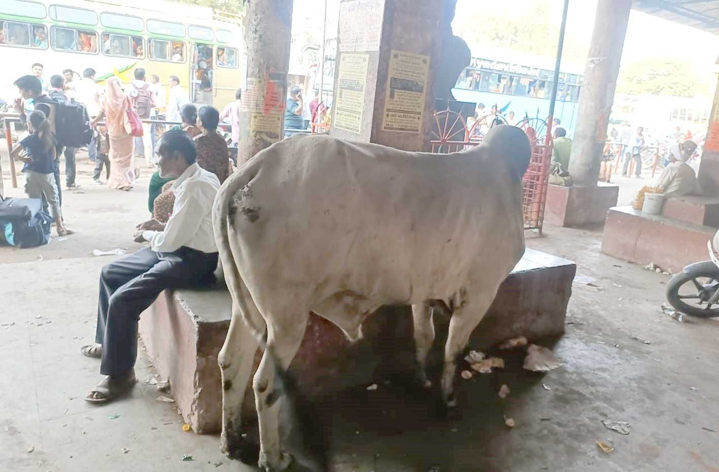 बस स्टैंड पर सांड का आतंक, यात्री हो रहे जख्मी