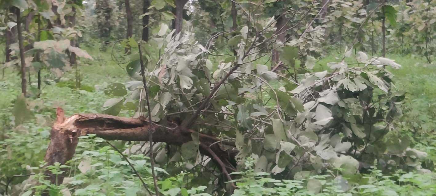 वन विभाग की भूमि पर कब्जा करने के उद्देश्य से काटे सैकड़ों हरे पेड़