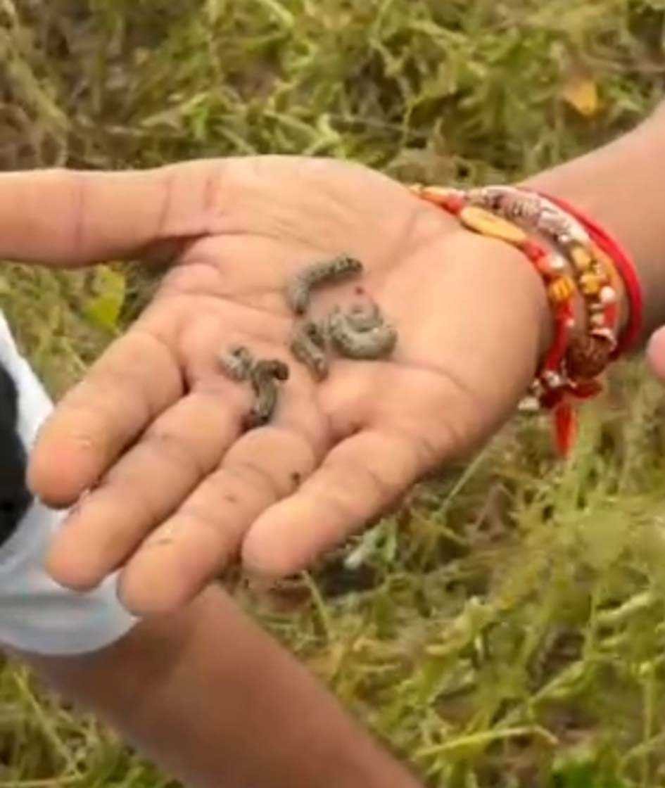 किसान की मेहनत पर मंडराया संकट…  सोयाबीन पर तम्बाकू इल्ली का अटैक, किसान चिंतित  