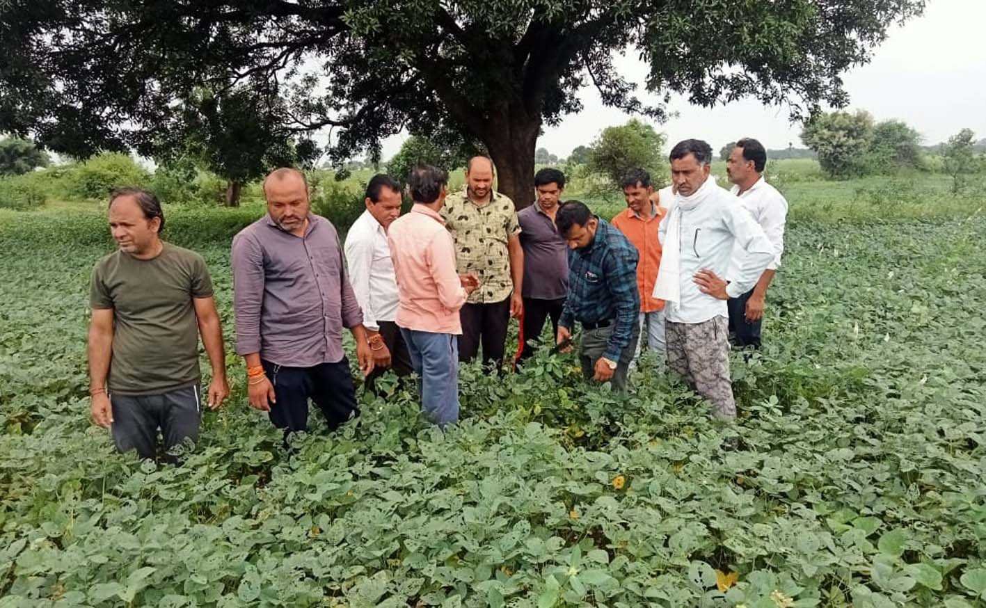 डायग्नोस्टिक टीम ने फसलों का किया निरीक्षण