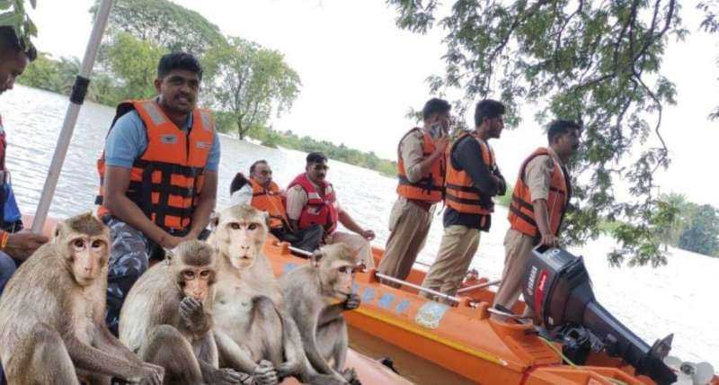 पेड़ों के ऊपर फंसे करीब 30 बंदरों का रेस्क्यू जारी