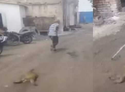तीन लोगों ने बंदर के गले में रस्सी बांधकर घसीटा मौत, आरोपी गिरफ्तार जेल भेजा