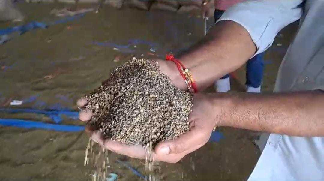 व्यापारी द्वारा सरकार से खरीदी गई हजारों कुंटल मूंग निकली अमानक, व्यापारी को लगा करोड़ का चूना