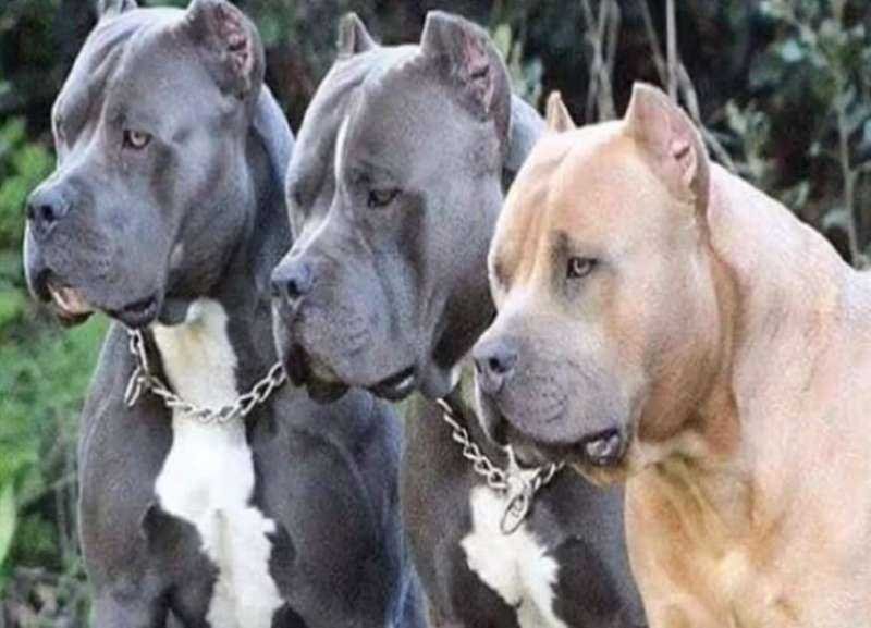एक्सएल बुली कुत्तों पर पाबंदी लगाने की तैयारी में ब्रिटेन