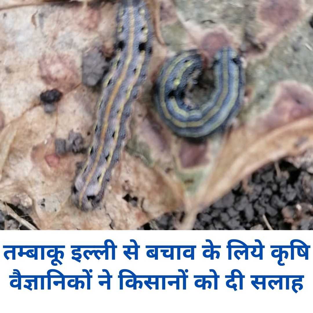 तम्बाकू इल्ली से बचाव के लिये कृषि वैज्ञानिकों ने किसानों को दी सलाह