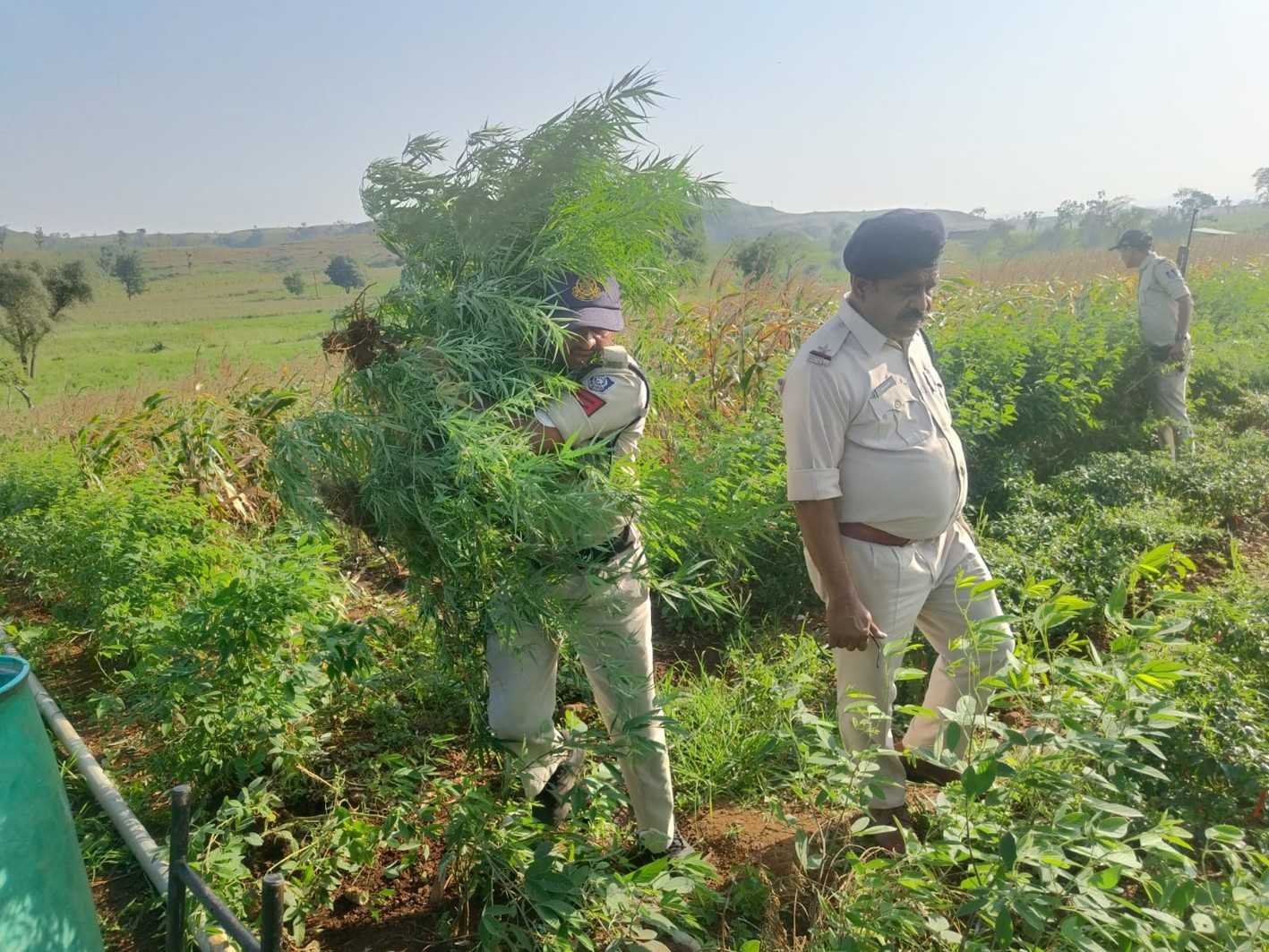 मिर्च, तुवर और मक्का की फसल में हो रही थी गांजे की खेती