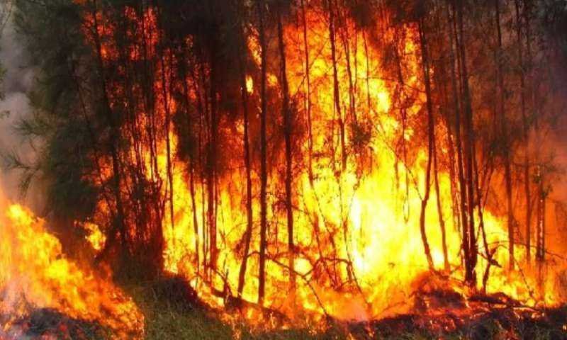 प्रचंड गर्मी से ऑस्ट्रेलिया के जंगलों में आग लगने का खतरा बढ़ा, अधिकारी अलर्ट